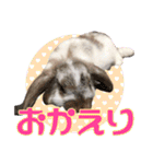 かわいいぽんぴのぷうスタンプ（個別スタンプ：26）