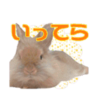 かわいいぽんぴのぷうスタンプ（個別スタンプ：27）