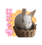 かわいいぽんぴのぷうスタンプ（個別スタンプ：30）