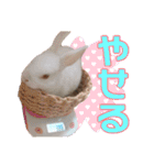 かわいいぽんぴのぷうスタンプ（個別スタンプ：37）