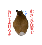 キラキラboyむぎ太のお言葉（個別スタンプ：8）