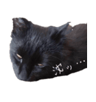 黒猫のあ のスタンプ 3（個別スタンプ：20）