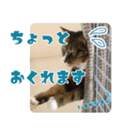 鈴猫さん（個別スタンプ：13）