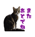 鈴猫さん（個別スタンプ：14）