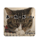 鈴猫さん（個別スタンプ：22）