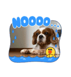 家の愛犬は神（個別スタンプ：7）