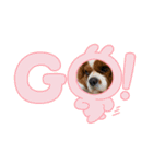 家の愛犬は神（個別スタンプ：8）