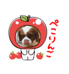 家の愛犬は神（個別スタンプ：11）