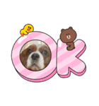 家の愛犬は神（個別スタンプ：12）