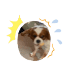 家の愛犬は神（個別スタンプ：13）