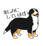 犬種いろいろリアルなタッチの敬語スタンプ（個別スタンプ：21）