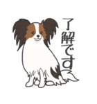 犬種いろいろリアルなタッチの敬語スタンプ（個別スタンプ：24）