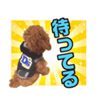 マルチーズとトイプードルのゆるいスタンプ（個別スタンプ：3）