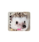 わがやのハリネズミ（個別スタンプ：1）
