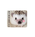 わがやのハリネズミ（個別スタンプ：2）