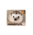 わがやのハリネズミ（個別スタンプ：3）