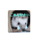 わがやのハリネズミ（個別スタンプ：4）