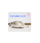 わがやのハリネズミ（個別スタンプ：6）