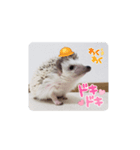 わがやのハリネズミ（個別スタンプ：7）