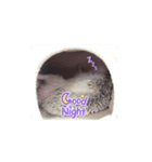 わがやのハリネズミ（個別スタンプ：8）