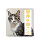 ダメ猫トマトの困った時に使うスタンプ（個別スタンプ：7）