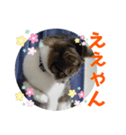 小春びより5（個別スタンプ：4）