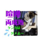 小春びより5（個別スタンプ：9）