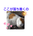 小春びより5（個別スタンプ：10）
