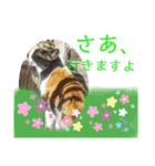 小春びより5（個別スタンプ：11）