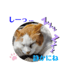 小春びより5（個別スタンプ：12）