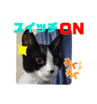 小春びより5（個別スタンプ：13）