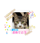 小春びより5（個別スタンプ：16）