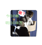 小春びより5（個別スタンプ：19）