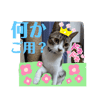 小春びより5（個別スタンプ：21）