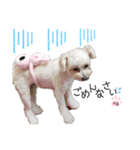 ぺろ_①（個別スタンプ：1）