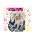 ぺろ_①（個別スタンプ：7）