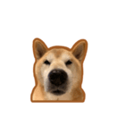 柴犬フクくん（個別スタンプ：1）