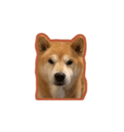 柴犬フクくん（個別スタンプ：2）