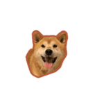 柴犬フクくん（個別スタンプ：3）