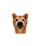 柴犬フクくん（個別スタンプ：4）
