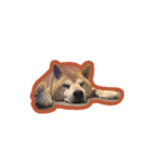柴犬フクくん（個別スタンプ：5）