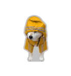 柴犬フクくん（個別スタンプ：6）