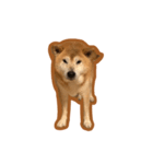 柴犬フクくん（個別スタンプ：8）