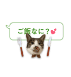 すばるのスタンプ by あい（個別スタンプ：6）