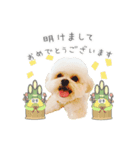 うちのコStampお正月A（個別スタンプ：1）