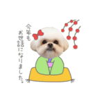 うちのコStampお正月A（個別スタンプ：4）