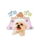 うちのコStampお正月A（個別スタンプ：6）