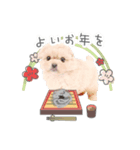 うちのコStampお正月A（個別スタンプ：8）