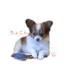 かわいいハッピーの日常♡（個別スタンプ：1）