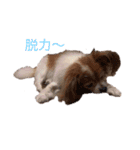 かわいいハッピーの日常♡（個別スタンプ：2）